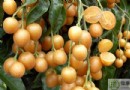 黃皮不能和什麼一起吃？食用禁忌、正確吃法與營養價值全解析