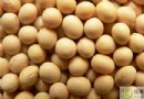 蓮藕不能和什麼一起吃？藕的飲食禁忌、營養價值與家常食譜全解析