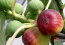無花果吃多了會怎樣？解析過量影響、食用禁忌與健康好處