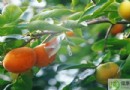柿子吃多了會上火嗎？解析柿子功效、食用禁忌與6種去澀方法