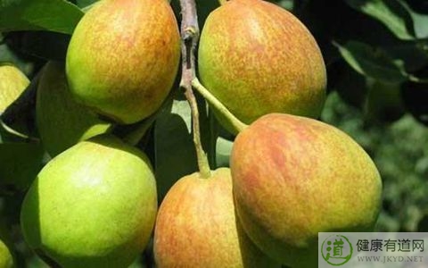 梨子不能和什麼一起吃_梨子和什麼相克 梨子不能和什麼一起吃_梨子和什麼相克