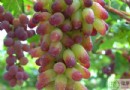 馬奶子葡萄不能和什麼一起吃？5大飲食禁忌與營養價值全解析