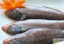 龍利魚不能和什麼一起吃？營養價值、食用禁忌與家常食譜全解析