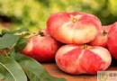 蟠桃不能和什麼一起吃？蟠桃食用禁忌、適合人群與營養價值全解析