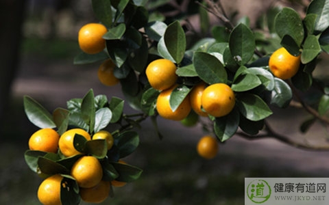 金橘不能和什麼一起吃_金橘和什麼相克 金橘不能和什麼一起吃_金橘和什麼相克