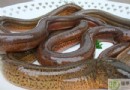 鱔魚不能和什麼一起吃？相剋食物禁忌與營養價值全解析
