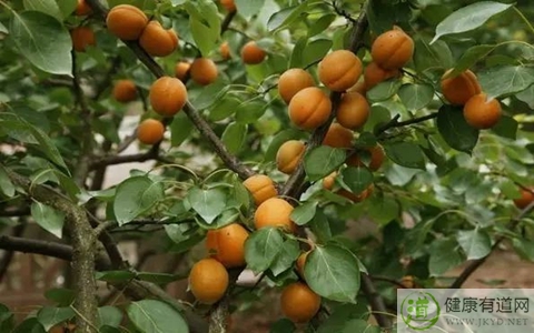 杏不能和什麼一起吃_杏和什麼相克 杏不能和什麼一起吃_杏和什麼相克