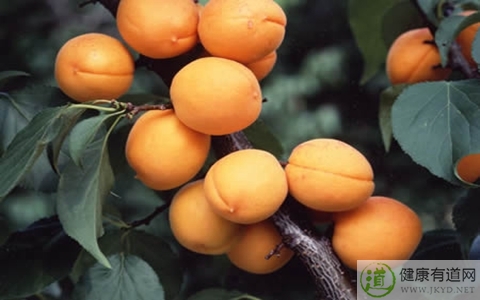 杏不能和什麼一起吃_杏和什麼相克 杏不能和什麼一起吃_杏和什麼相克