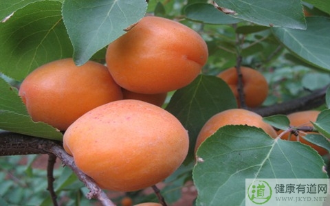 杏不能和什麼一起吃_杏和什麼相克 杏不能和什麼一起吃_杏和什麼相克