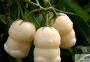 人參果不能和什麼一起吃？相剋食物、食用禁忌與營養價值全解析