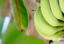 香蕉吃多了會怎樣？過量風險、營養好處與禁忌族群全解析