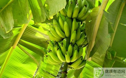 香蕉吃多了會怎樣