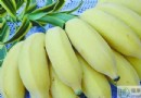 芭蕉不能和什麼一起吃？芭蕉相剋食物、禁忌族群與營養價值全解析