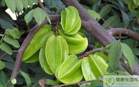 陽桃不能和什麼一起吃_陽桃和什麼相克 陽桃不能和什麼一起吃_陽桃和什麼相克