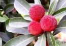 楊梅不能和什麼一起吃？相剋食物、禁忌族群與美味吃法全解析
