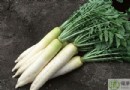 白蘿卜不能和什麼一起吃？相剋食物、禁忌人群與營養吃法全解析