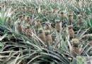菠蘿可以空腹吃嗎？解析最佳食用時機、營養功效與飲食禁忌