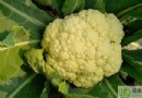 花菜不能和什麼一起吃？三大相剋食物、食用禁忌與營養功效全解析