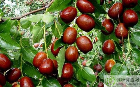 棗子吃多了會上火嗎 棗子吃多了會上火嗎