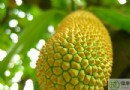 榴蓮不能和什麼一起吃？榴蓮飲食禁忌、正確吃法與營養價值全解析