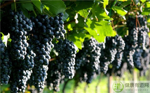 葡萄不能和什麼一起吃_葡萄和什麼相克 葡萄不能和什麼一起吃_葡萄和什麼相克