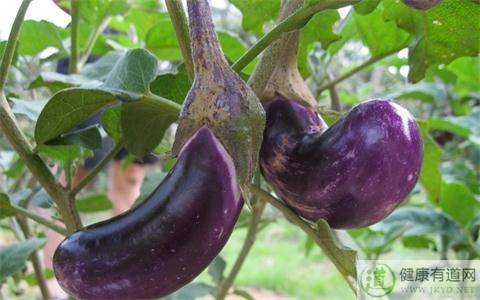 茄子不能和什麼一起吃_茄子和什麼相克 茄子不能和什麼一起吃_茄子和什麼相克