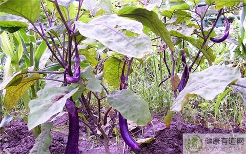 茄子不能和什麼一起吃_茄子和什麼相克 茄子不能和什麼一起吃_茄子和什麼相克