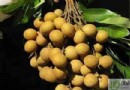 桂圓吃多了會怎樣？小心上火、血糖飆升！桂圓的功效與食用禁忌全解析
