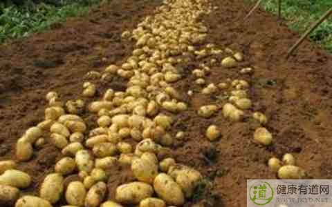 土豆吃多了會胖嗎 土豆吃多了會胖嗎