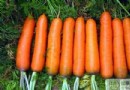 胡蘿蔔吃多了會怎樣？過量影響、營養功效與適合族群全解析