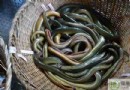 黃鱔頭可以吃嗎？功效用法、飲食禁忌與3種鱔魚做法全攻略