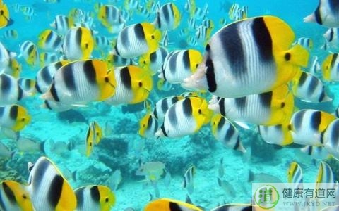 魚的那些部位不能吃 魚的那些部位不能吃