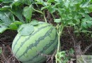夏天沒有空調怎麼降溫？8種消暑食物＋4款降溫粥品，清爽度過酷暑