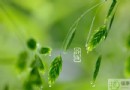 穀雨節氣的傳說與習俗：倉頡造字、牡丹花仙的故事及經典詩句