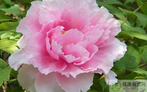 谷雨節氣的傳說 谷雨節氣的傳說