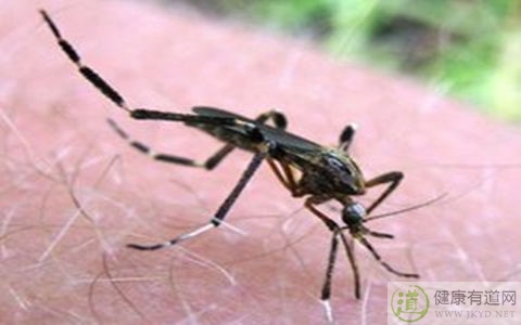 夏季防蚊蟲妙招 夏季防蚊蟲妙招