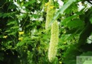 夏季皮炎怎麼治？6大食療、飲食禁忌與中藥外洗偏方全解析