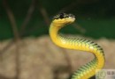 三月三是哪個民族的節日？由來、習俗、美食與禁忌全解析