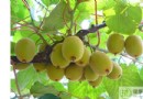 春季臉部過敏吃什麼藥？飲食宜忌、食療方與預防方法全攻略