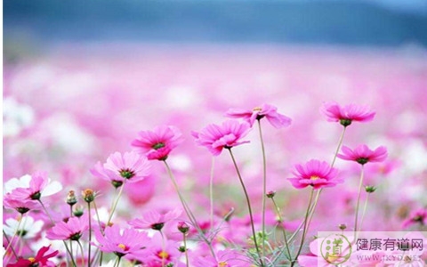 春季抗過敏食物 春季抗過敏食物