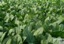 春天吃什麼有助於長高？5大增高食物與營養食譜推薦