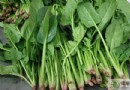 春季吃什麼蔬菜最養生？4種時令蔬菜功效與食用注意事項一次看