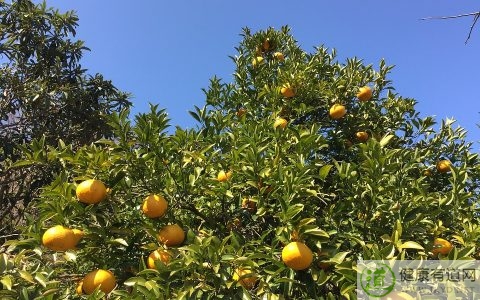 女人冬季吃什麼養顏 女人冬季吃什麼養顏