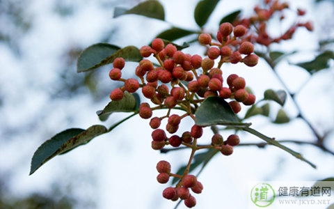 冬季瘙癢症吃什麼藥 冬季瘙癢症吃什麼藥