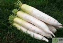 冬天吃什麼潤肺？6種潤肺食材與滋陰養生法全攻略