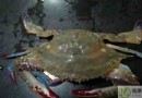 冬天吃什麼好？冬季海鮮、蔬菜、水果推薦全攻略