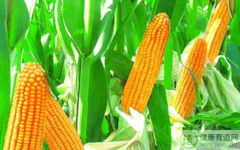 冬天手涼吃什麼 冬天手涼吃什麼