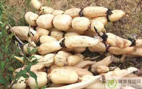 東北立冬吃什麼 東北立冬吃什麼