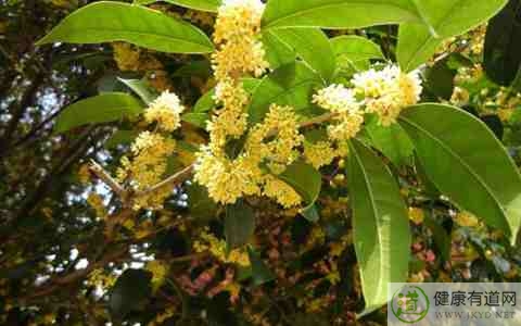 秋分吃桂花好嗎 秋分吃桂花好嗎