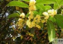秋分吃桂花好嗎？桂花養生功效與秋分飲食習俗全攻略